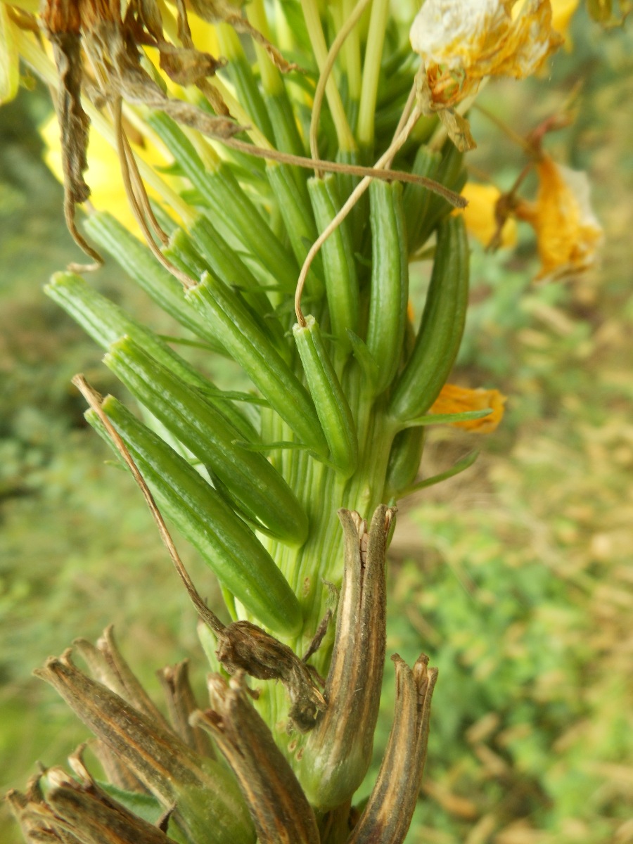 Oenothera chicaginensis / Enagra di Chicago